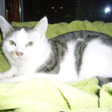 Otti